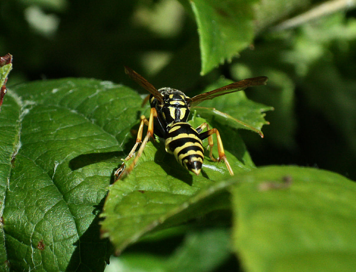 Polistes dominulus ?